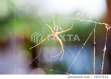 Agriopa Wasp Spider 74057618