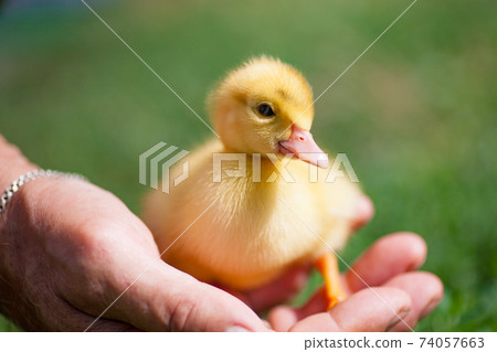 hands of afarmer holding a duckling in the garden 74057663