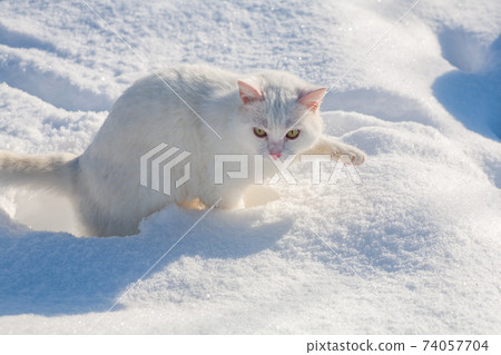 cat in snow on a foggy winter morning cat in snow on a foggy winter morning 74057704