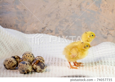 tiny quail chicks that just hatched from an egg tiny quail chicks that just hatched from an egg 74057735