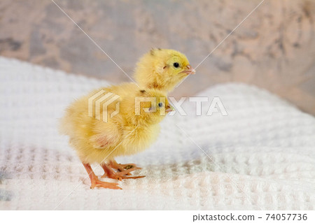 tiny quail chicks that just hatched from an egg tiny quail chicks that just hatched from an egg 74057736