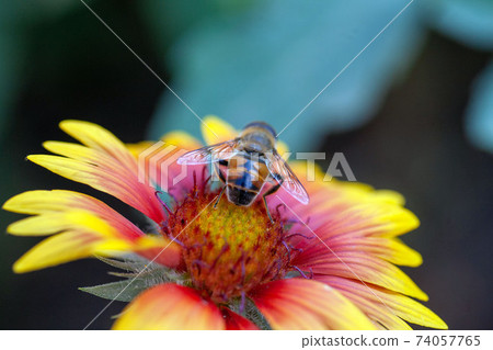 Hoverfly on yellow dandelion flower Hoverfly on yellow dandelion flower 74057765