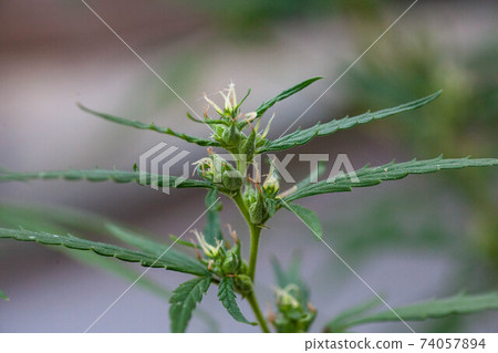 Closeup of Cannabis female plant in flowering phase. Closeup of Cannabis female plant in flowering phase. 74057894