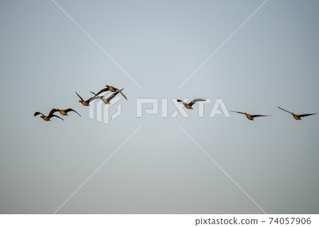 Mallard, cheolwon-gun, gangwon-do Mallard, cheolwon-gun, gangwon-do 74057906
