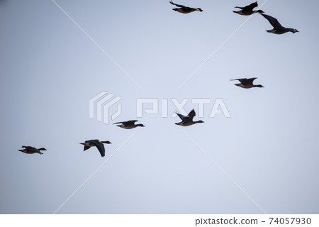 Mallard, cheolwon-gun, gangwon-do Mallard, cheolwon-gun, gangwon-do 74057930