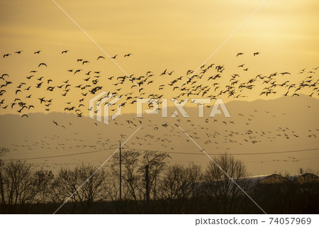 Mallard, cheolwon-gun, gangwon-do Mallard, cheolwon-gun, gangwon-do 74057969