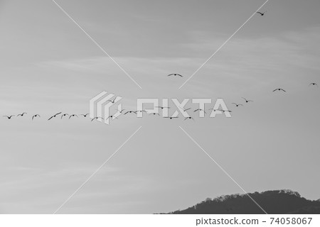 Mallard, cheolwon-gun, gangwon-do Mallard, cheolwon-gun, gangwon-do 74058067