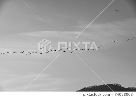 Mallard, cheolwon-gun, gangwon-do Mallard, cheolwon-gun, gangwon-do 74058068