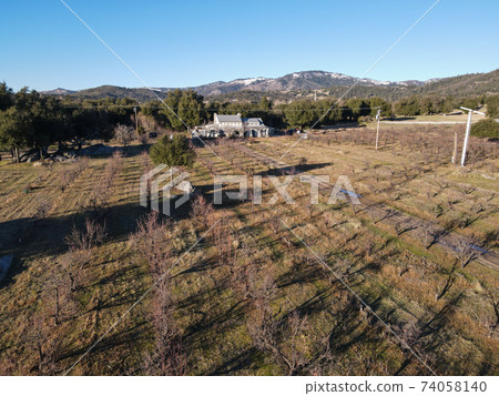 Aerial view of rows of apple trees in an orchard during winter season 74058140