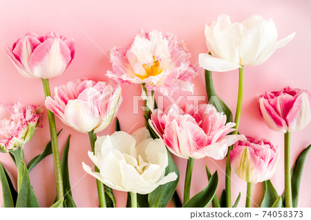 Pink tulips on pink background. Minimal floral concept greeting card. Flat lay, top view.  74058373