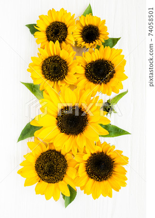 Beautiful with yellow sunflower on white background. Floral pattern. Flat lay, top view. Frame of flowers. Flowers texture Beautiful with yellow sunflower on white background. Floral pattern. Flat lay, top view. Frame of flowers. Flowers texture 74058501