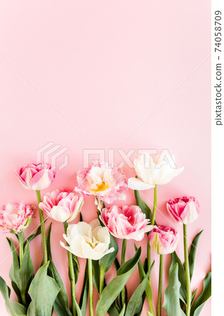 Pink tulips on pink background. Minimal floral concept greeting card. Flat lay, top view. Pink tulips on pink background. Minimal floral concept greeting card. Flat lay, top view. 74058709