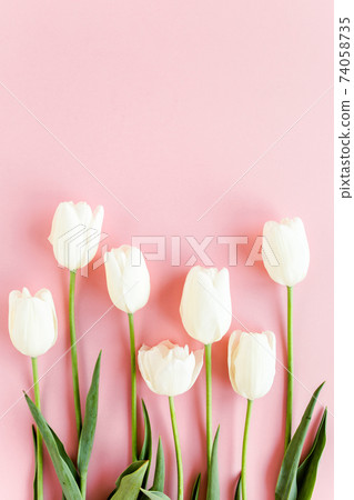 White tulips on pink background. Minimal floral concept greeting card. Flat lay, top view. White tulips on pink background. Minimal floral concept greeting card. Flat lay, top view. 74058735