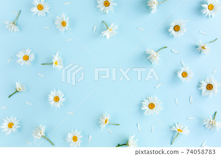 Frame made of chamomiles, petals, leaves on blue background. Flat lay, top view Frame made of chamomiles, petals, leaves on blue background. Flat lay, top view 74058783