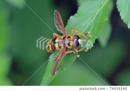 Yaeyama Nagahana Abu (Ishigaki Island, Okinawa Prefecture) 74059148