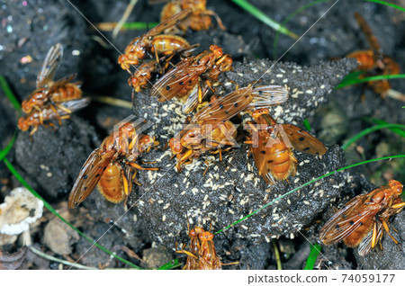 鱗z科動物排泄物（北海道知床） 74059177