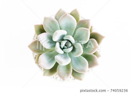 Beautiful pattern of green succulents isolated on white background. Flat lay, top view. 74059236