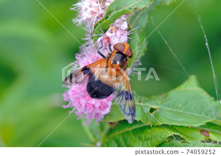 Shirosujibekko Hoverfly (Tsurui Village, Hokkaido) 74059252