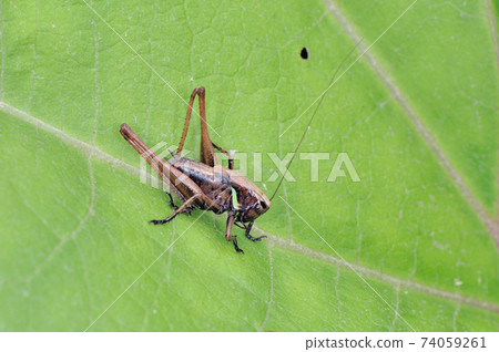 Chizuella bonneti (Kushiro Marsh, Hokkaido) Chizuella bonneti (Kushiro Marsh, Hokkaido) 74059261