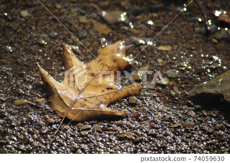 Solitary Brown Autumn Leaf in a Stream Solitary Brown Autumn Leaf in a Stream 74059630