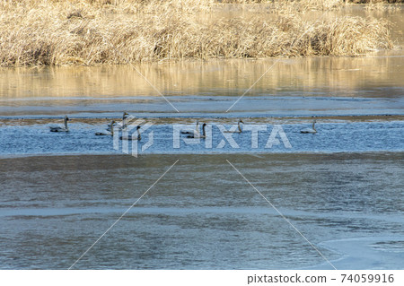 Jeongyang Wetland, Hapcheon-gun, Gyeongnam 74059916