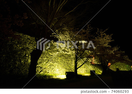 Usuki castle ruins cherry blossom festival night cherry light up 74060293