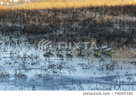 Jeongyang Wetland, Hapcheon-gun, Gyeongnam Jeongyang Wetland, Hapcheon-gun, Gyeongnam 74060380