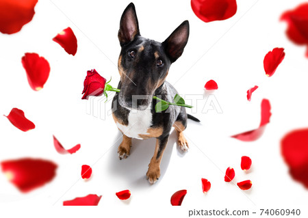 dog valentines love heart dog valentines love heart 74060940