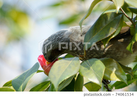Bulbul poking camellia flowers 74061534
