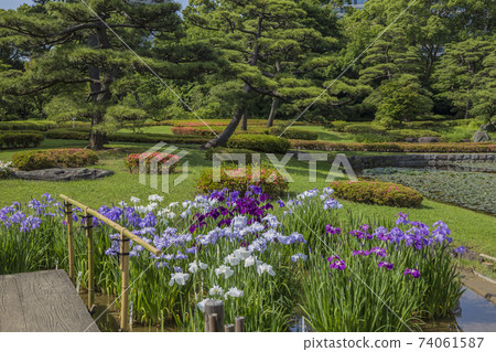 Shobutahama,日式花鳶尾,提神鳶尾,故宮 Shobutahama,日式花鳶尾,提神鳶尾,故宮 74061587