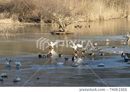 Jeongyang Wetland, Hapcheon-gun, Gyeongnam 74061988