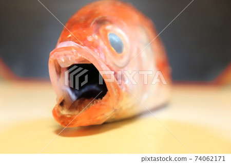 Blackthroat seaperch's black mouth Blackthroat seaperch's black mouth 74062171