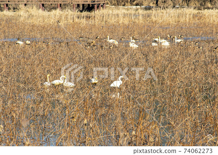 Jeongyang Wetland, Hapcheon-gun, Gyeongnam 74062273