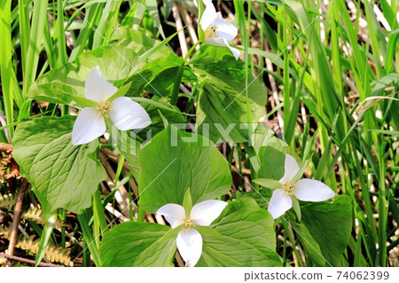 Ooba nano enlivis 74062399