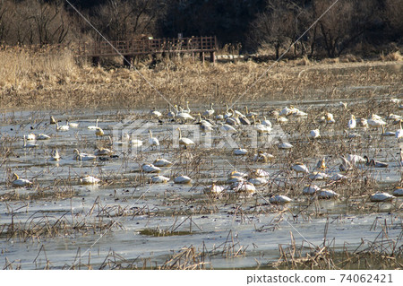 Jeongyang Wetland, Hapcheon-gun, Gyeongnam Jeongyang Wetland, Hapcheon-gun, Gyeongnam 74062421