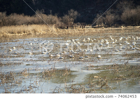 Jeongyang Wetland, Hapcheon-gun, Gyeongnam 74062453