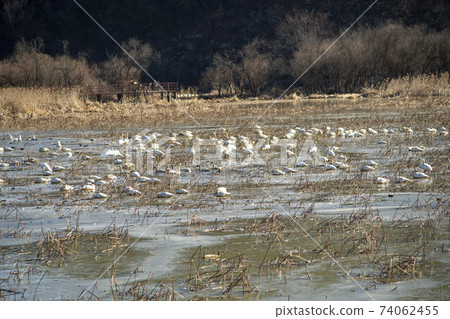 Jeongyang Wetland, Hapcheon-gun, Gyeongnam Jeongyang Wetland, Hapcheon-gun, Gyeongnam 74062455