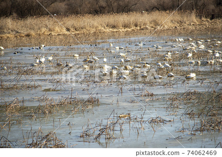 Jeongyang Wetland, Hapcheon-gun, Gyeongnam 74062469