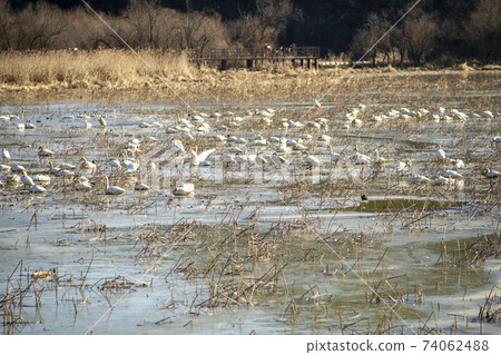 Jeongyang Wetland, Hapcheon-gun, Gyeongnam Jeongyang Wetland, Hapcheon-gun, Gyeongnam 74062488