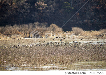 Jeongyang Wetland, Hapcheon-gun, Gyeongnam 74062558