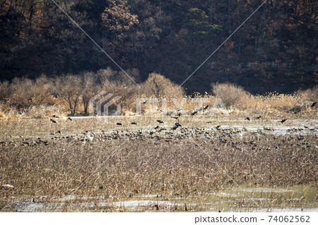 Jeongyang Wetland, Hapcheon-gun, Gyeongnam 74062562