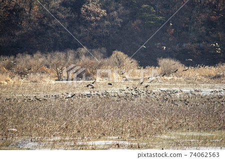 Jeongyang Wetland, Hapcheon-gun, Gyeongnam Jeongyang Wetland, Hapcheon-gun, Gyeongnam 74062563