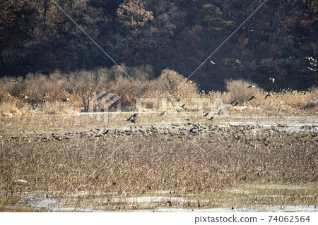 Jeongyang Wetland, Hapcheon-gun, Gyeongnam Jeongyang Wetland, Hapcheon-gun, Gyeongnam 74062564
