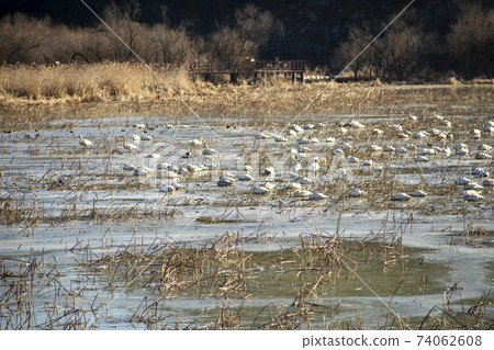 Jeongyang Wetland, Hapcheon-gun, Gyeongnam 74062608