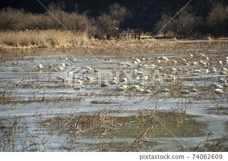 Jeongyang Wetland, Hapcheon-gun, Gyeongnam 74062609