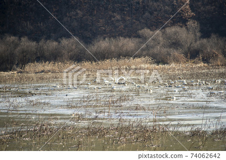 Jeongyang Wetland, Hapcheon-gun, Gyeongnam Jeongyang Wetland, Hapcheon-gun, Gyeongnam 74062642