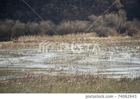 Jeongyang Wetland, Hapcheon-gun, Gyeongnam Jeongyang Wetland, Hapcheon-gun, Gyeongnam 74062643