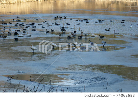 Jeongyang Wetland, Hapcheon-gun, Gyeongnam 74062688