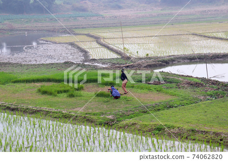 wetlands with paddy firm and forest 74062820