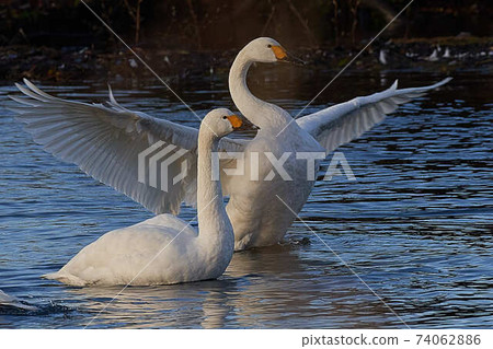 Tundra swan 74062886